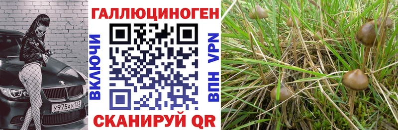 даркнет сайт  Ростов  Галлюциногенные грибы мицелий 